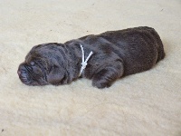 CHIOT - beige - dit Niki